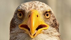 Weißkopf-Seeadler (20).jpg